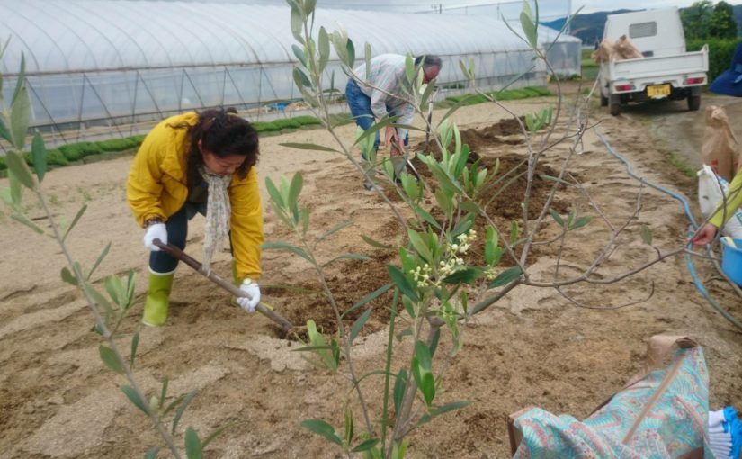 オリーブ苗の仮移植作業を進めました